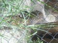 IMGP0853.JPG